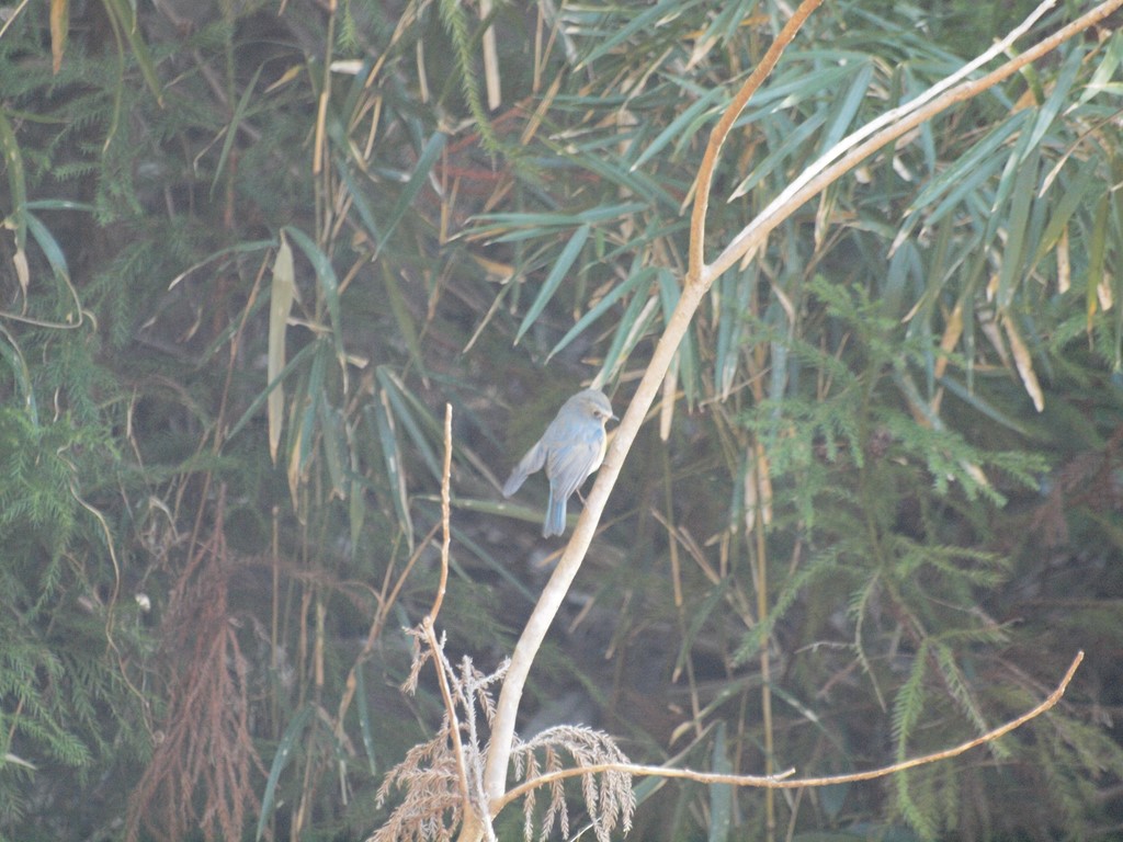 『松尾池と岩舟緑地で出逢った鳥達・・・』_d0054276_19505682.jpg