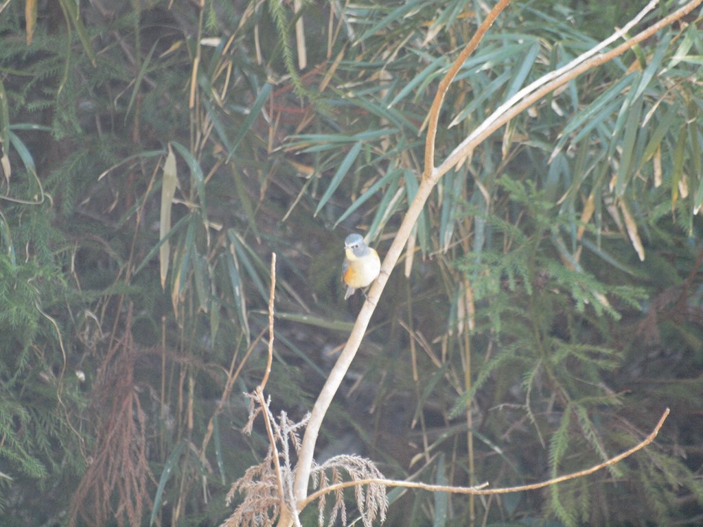 『松尾池と岩舟緑地で出逢った鳥達・・・』_d0054276_1951779.jpg