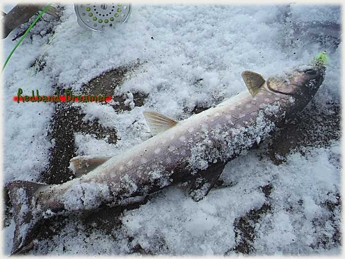厳冬の湿原河川2 雪と風と魚編 Redband Dreamer 厳冬の湿原河川2 雪と風と魚編 Redband Dreamer