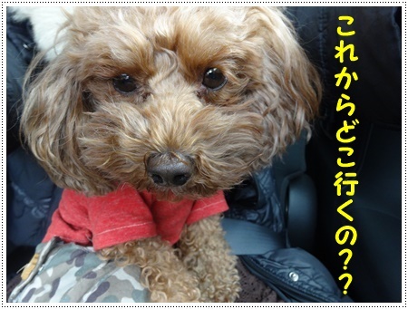 今年初めてのドライブは寒咲菜花を見に_b0175688_17210779.jpg