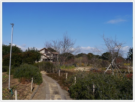 今年初めてのドライブは寒咲菜花を見に_b0175688_17300685.jpg