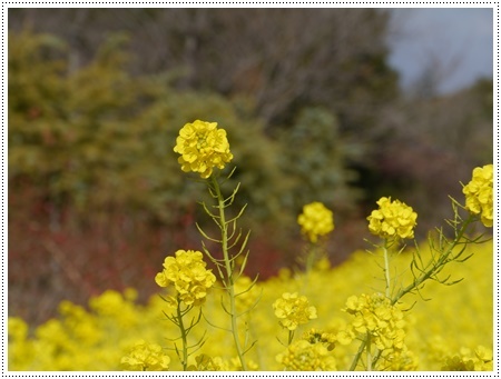 今年初めてのドライブは寒咲菜花を見に_b0175688_17322060.jpg