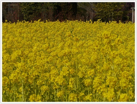今年初めてのドライブは寒咲菜花を見に_b0175688_17324098.jpg