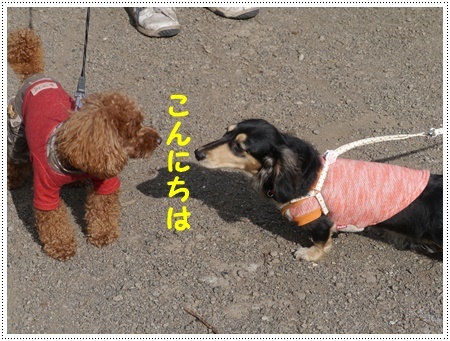今年初めてのドライブは寒咲菜花を見に_b0175688_17392778.jpg