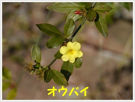 今年初めてのドライブは寒咲菜花を見に_b0175688_18004627.jpg