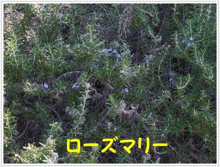 今年初めてのドライブは寒咲菜花を見に_b0175688_18004963.jpg