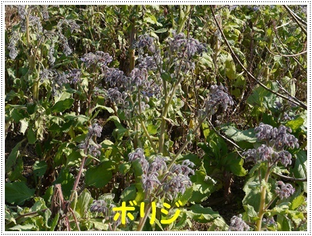 今年初めてのドライブは寒咲菜花を見に_b0175688_18005117.jpg