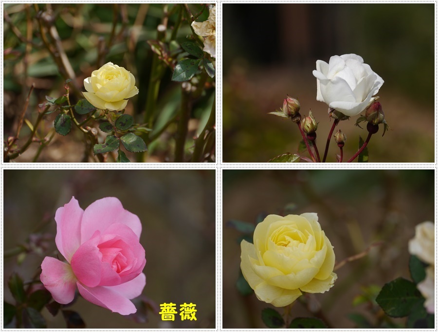 今年初めてのドライブは寒咲菜花を見に_b0175688_18005915.jpg
