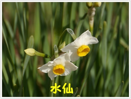 今年初めてのドライブは寒咲菜花を見に_b0175688_18010134.jpg