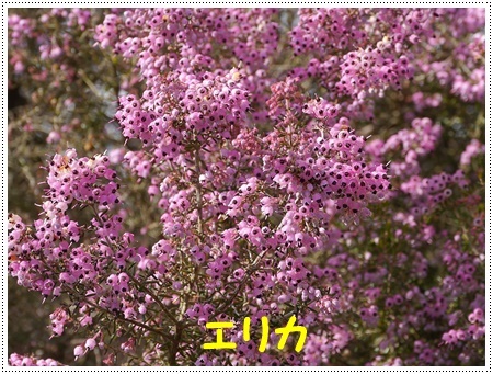 今年初めてのドライブは寒咲菜花を見に_b0175688_18010477.jpg