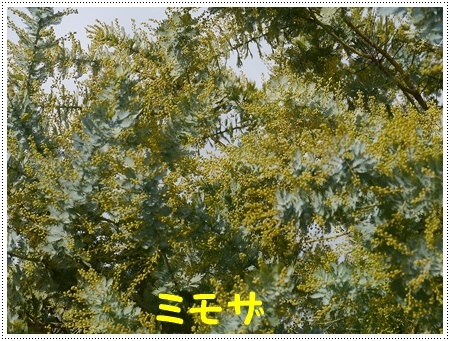 今年初めてのドライブは寒咲菜花を見に_b0175688_18010609.jpg