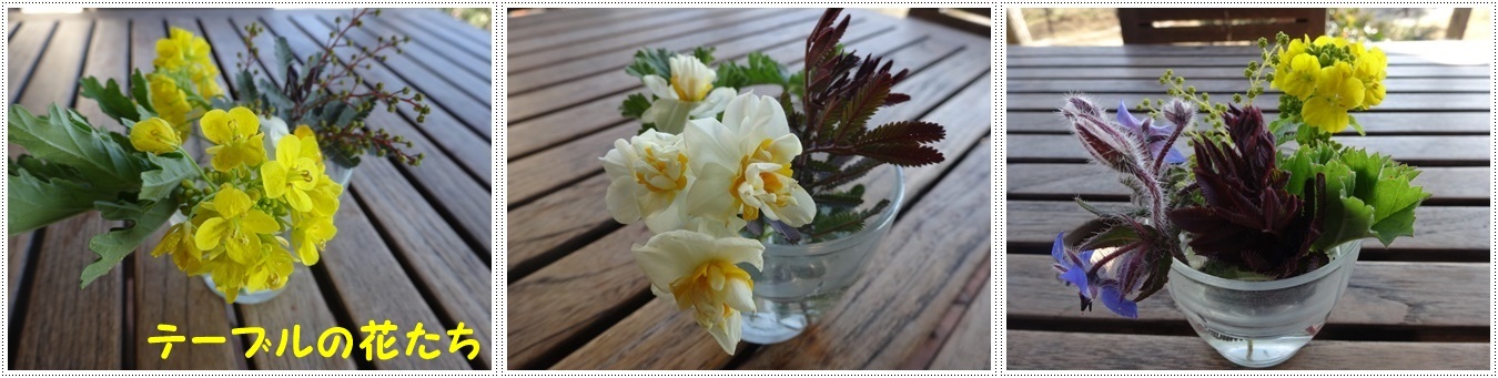 今年初めてのドライブは寒咲菜花を見に_b0175688_18011619.jpg