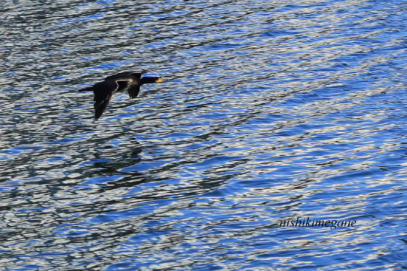 浜離宮_b0195589_22303441.jpg