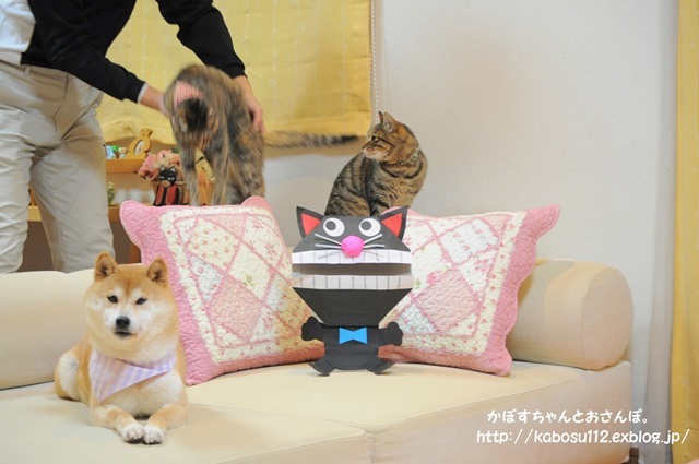 猫だぞ!_a0126590_23562566.jpg