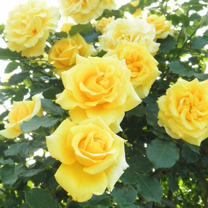 薔薇 バラ 黄 乙女座宮