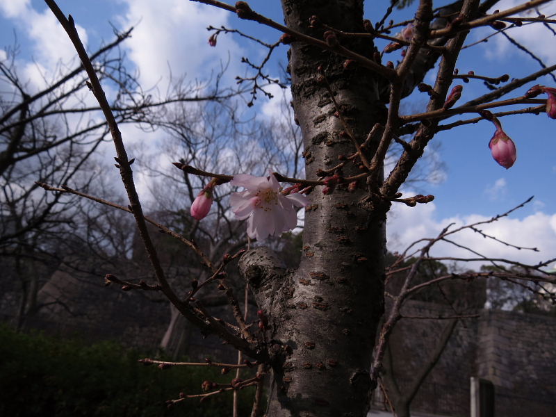 スッキリの朝･十月桜・素芯蝋梅・水仙・梅林_d0261298_6283553.jpg