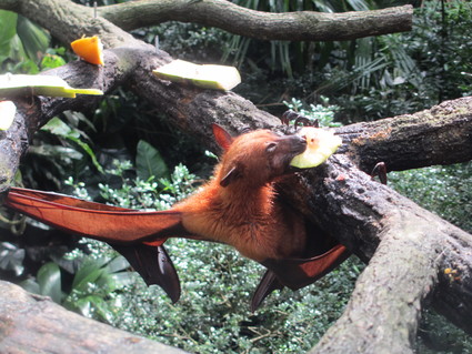 オオコウモリが可愛いことについて@シンガポール動物園_c0212604_22284164.jpg
