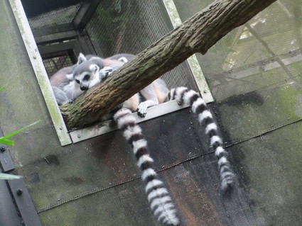 日曜の朝は、バスで動物園へ_c0212604_6325617.jpg