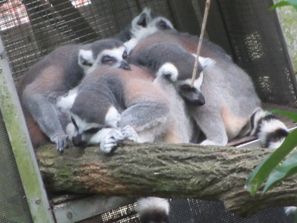 日曜の朝は、バスで動物園へ_c0212604_6351040.jpg