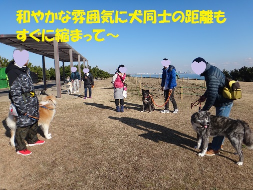 懐かしい５秋田犬でお散歩しました（その１）♪_f0121712_7354183.jpg