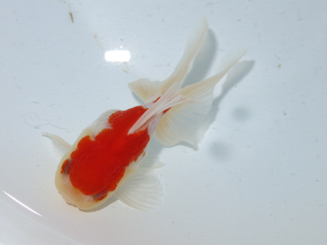 キラキラ バルーンオランダ フルタニ金魚倶楽部blog