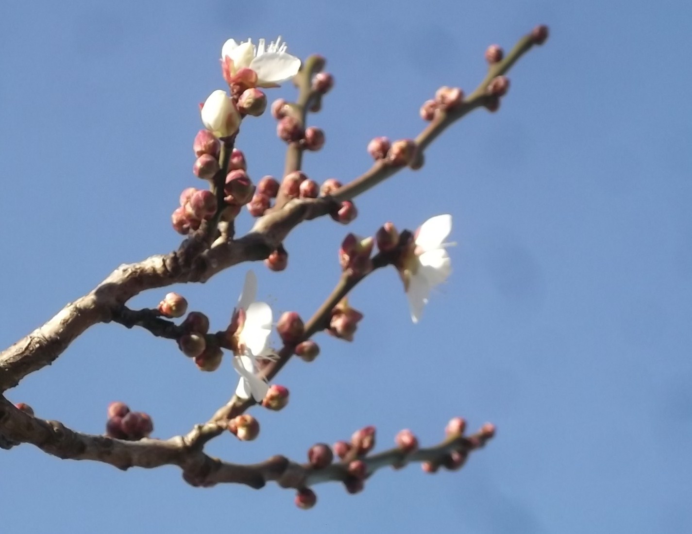 梅は咲いたか～桜はまだかいな～_b0137932_09231857.jpg