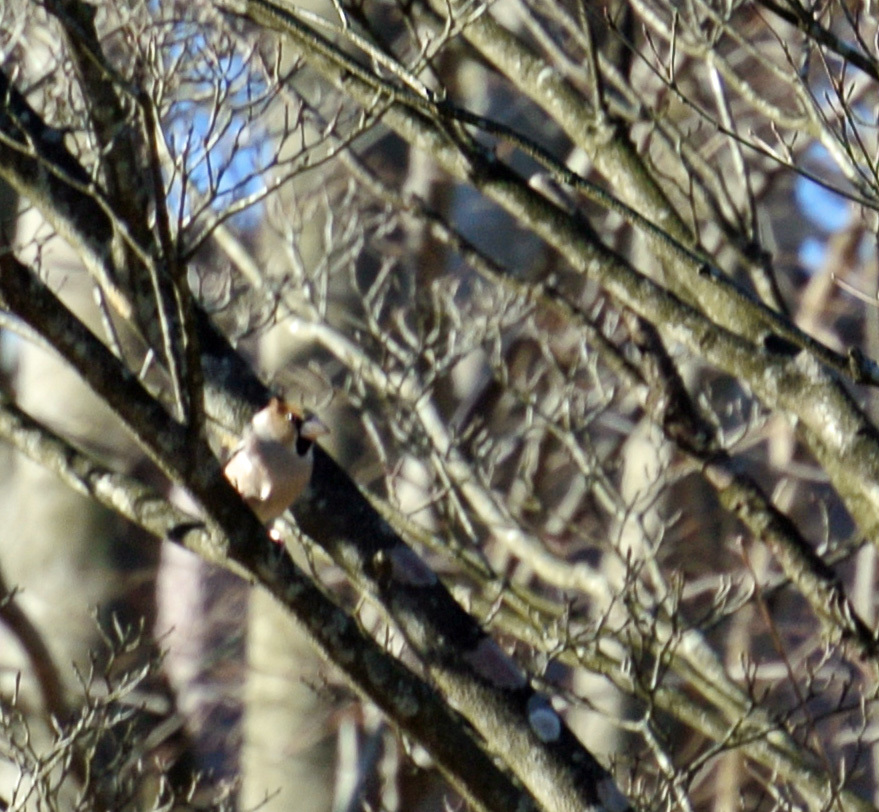 菅生沼で野鳥＆ハクチョウ_e0089232_04555035.jpg