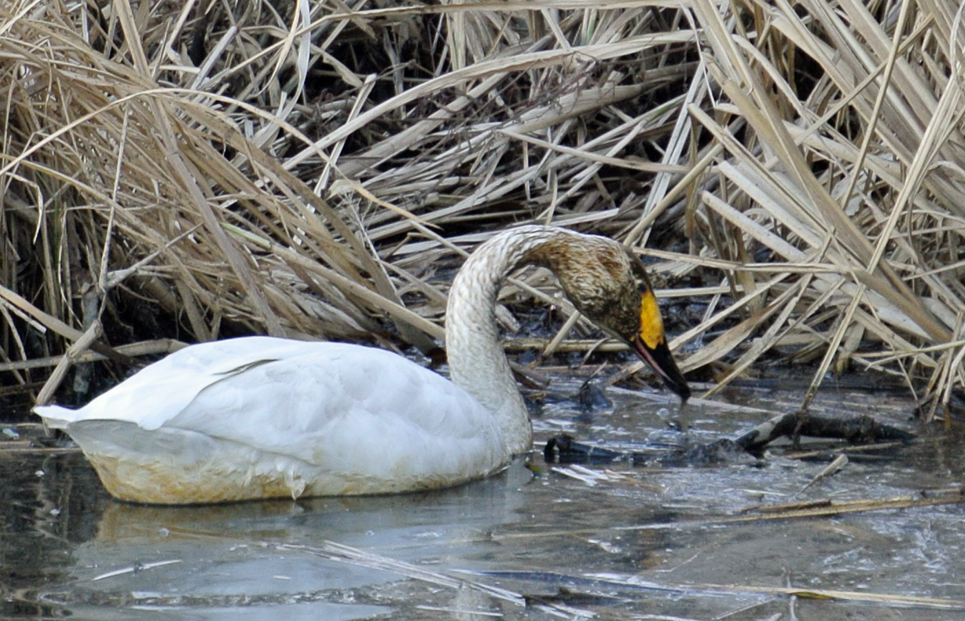 菅生沼で野鳥＆ハクチョウ_e0089232_04571682.jpg