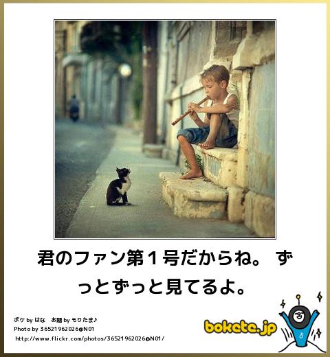 ボケて Bokete 猫 まとめ 最新