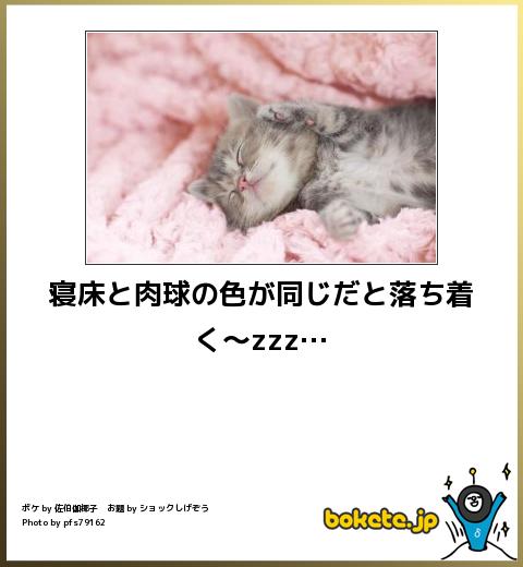 ボケて Bokete 猫 まとめ 最新