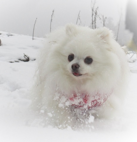 京都の山で雪遊び_b0177436_20273154.jpg