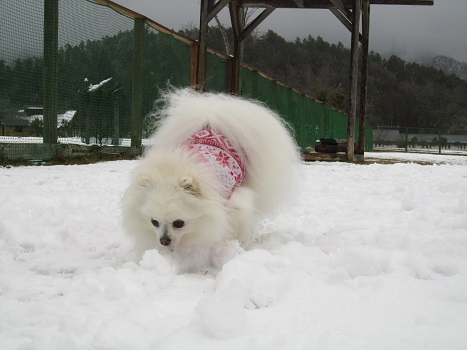 京都の山で雪遊び_b0177436_2042092.jpg