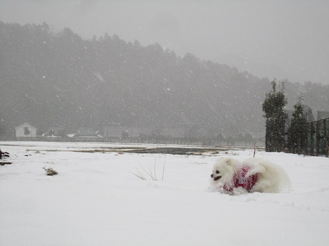 京都の山で雪遊び_b0177436_20562138.jpg