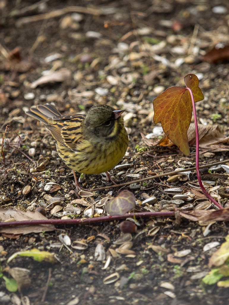 籠に鳥_b0316339_01420863.jpg