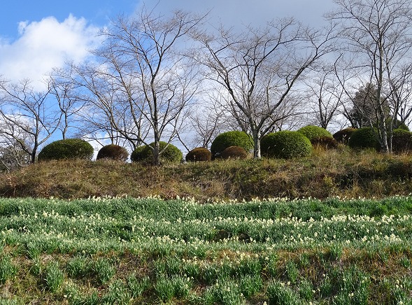 千早赤阪村の水仙_b0299042_22184662.jpg