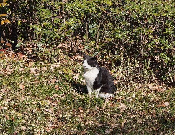 昭和記念公園　その２_e0272042_16293031.jpg