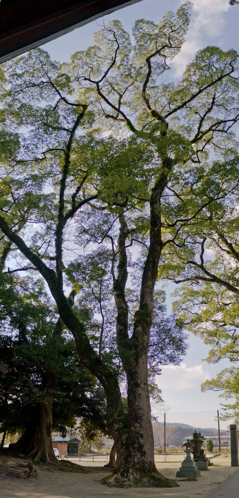 太祖神社　下宮　１　福岡県糟屋郡篠栗町若杉_b0023047_04344054.jpg