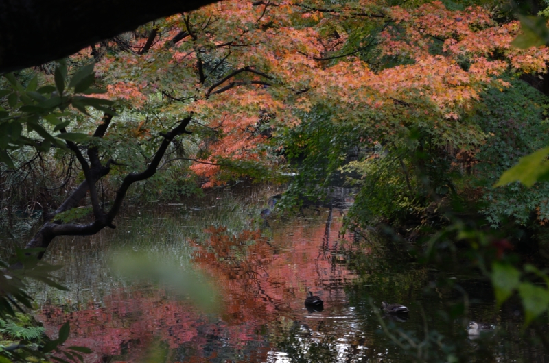 20141116 紅葉 古城公園 富山おさんぽ写真撮影隊 1/2_a0263952_21131489.jpg