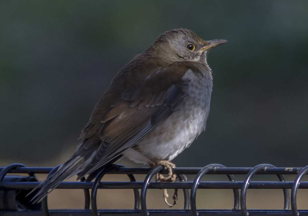 ＭＦ ０１２ チョウゲンボウと小鳥たち ２０１５年１月１３日（火）晴_c0346859_16215181.jpg