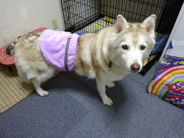 犬用腹巻 僕の足跡 ハスキーと猫