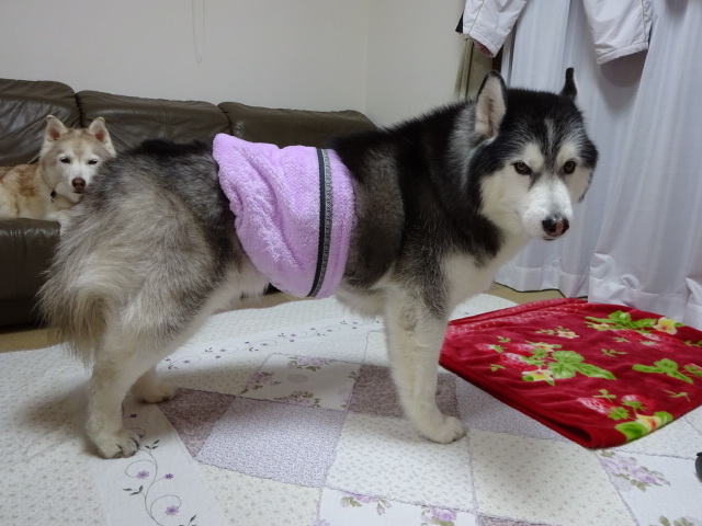 犬用腹巻 僕の足跡 ハスキーと猫