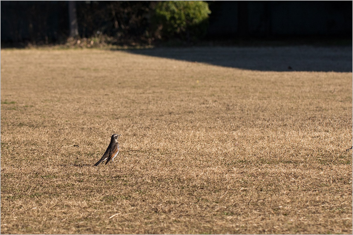 １００mm の鳥たち_a0261169_17554915.jpg