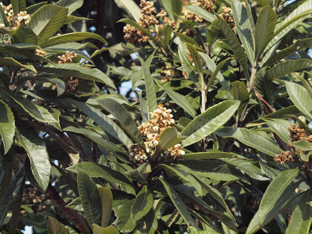 d0054276_2052880.jpg
