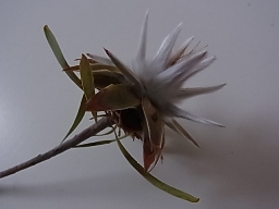 e0155085_2116562.jpg