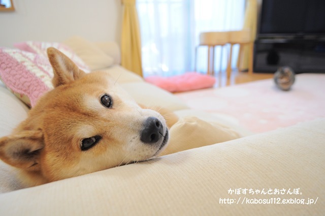 お返事_a0126590_22124837.jpg