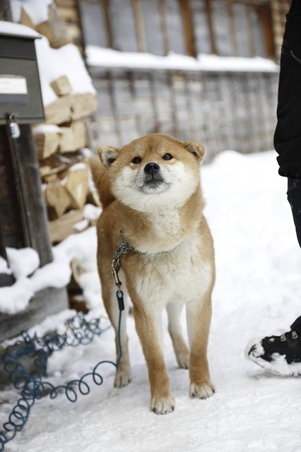 雪景色の日光澤温泉　　　2015.1.10(土)～11(日)_c0213096_16551442.jpg