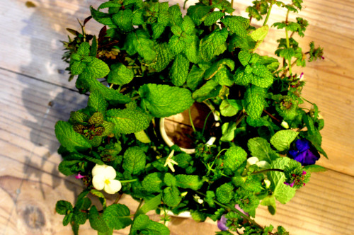 f0188408_18501138.jpg