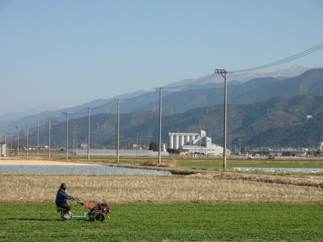 西条市橘の麦畑で麦踏み・・・2015/1/13_f0231709_682065.jpg