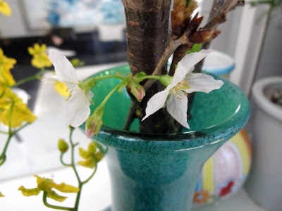 桜の開花宣言!_e0010418_15425191.jpg