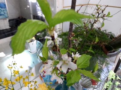 桜の開花宣言!_e0010418_15433482.jpg